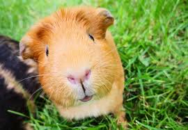 guineapig